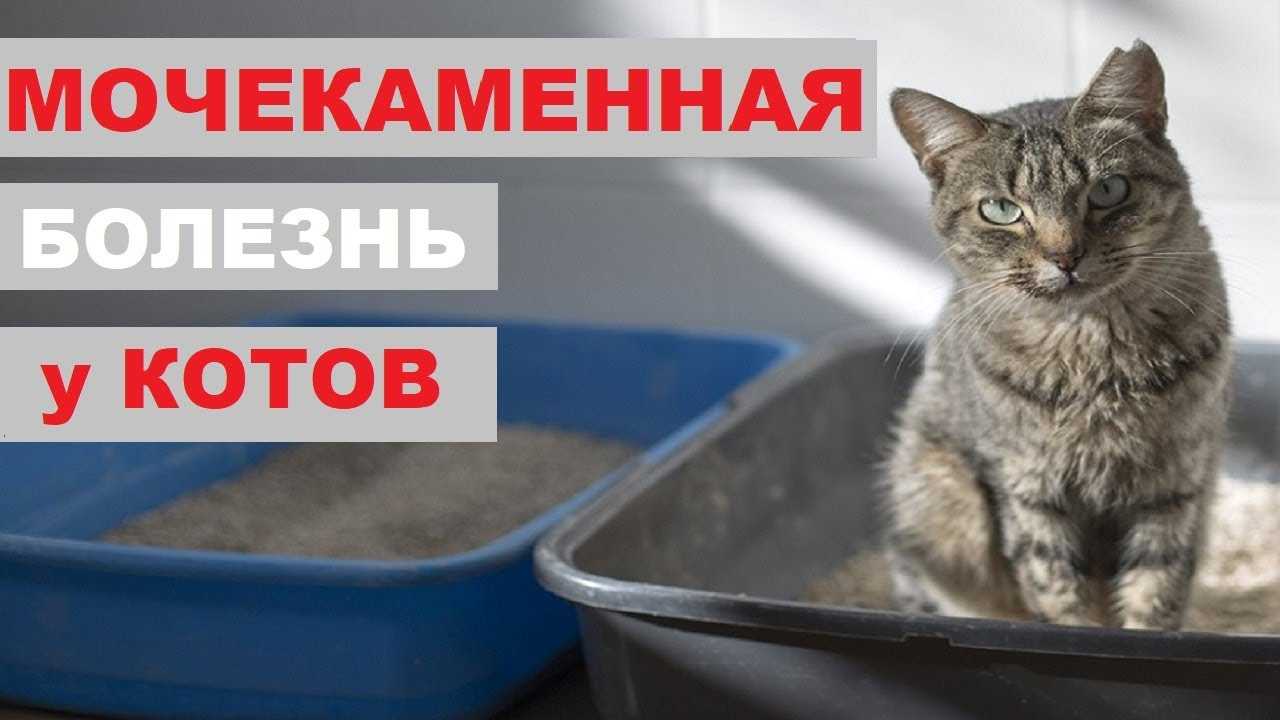 Кот не может сходить в туалет по-маленькому: причины, что делать и как помочь питомцу в домашних условиях