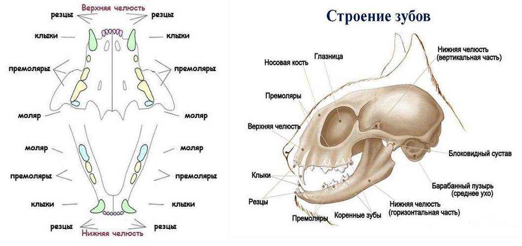 Смена зубок у котят: примеры в каком возрасте, когда выпадают молочные и другие