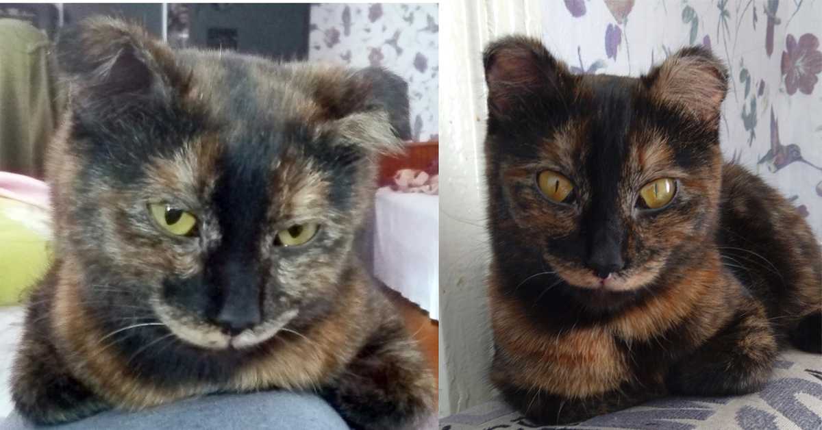 Чем лечить обмороженные уши кошка