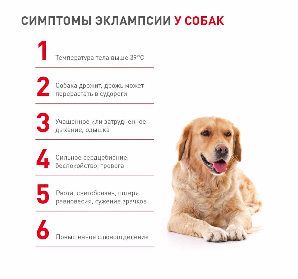 Заворот кишок у собаки: симптомы и лечение у щенков и взрослых питомцев, от чего бывает, причины, как определить и что делать в домашних условиях