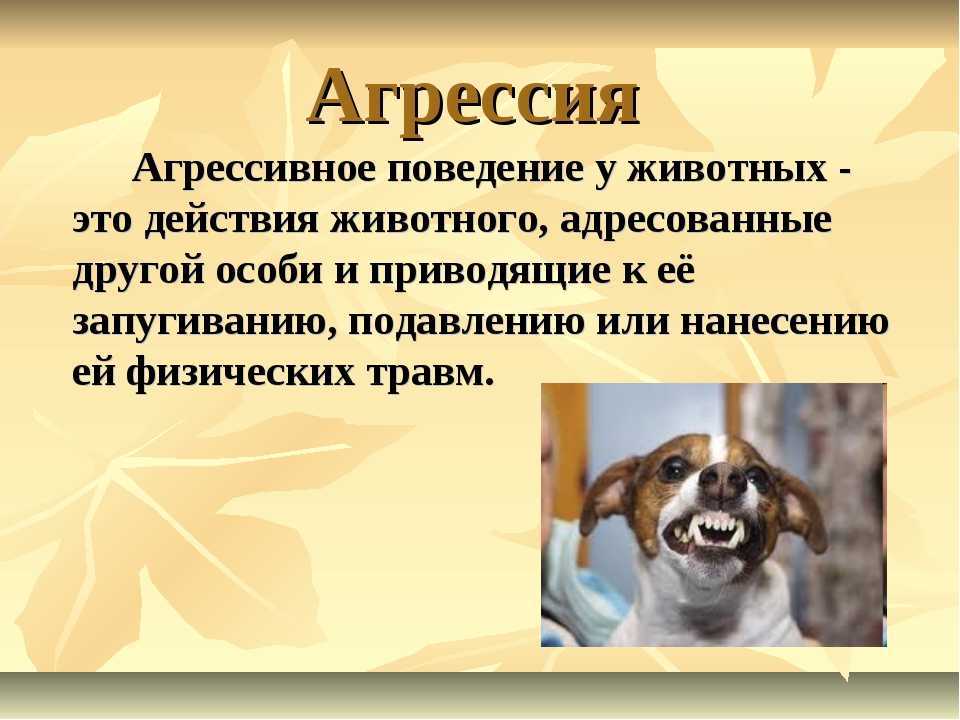 Собака поджимает хвост — горбится и дрожит, причины