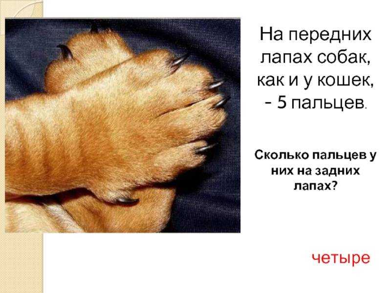 Количество пальцев у собак: преимущества и недостатки пятого пальца