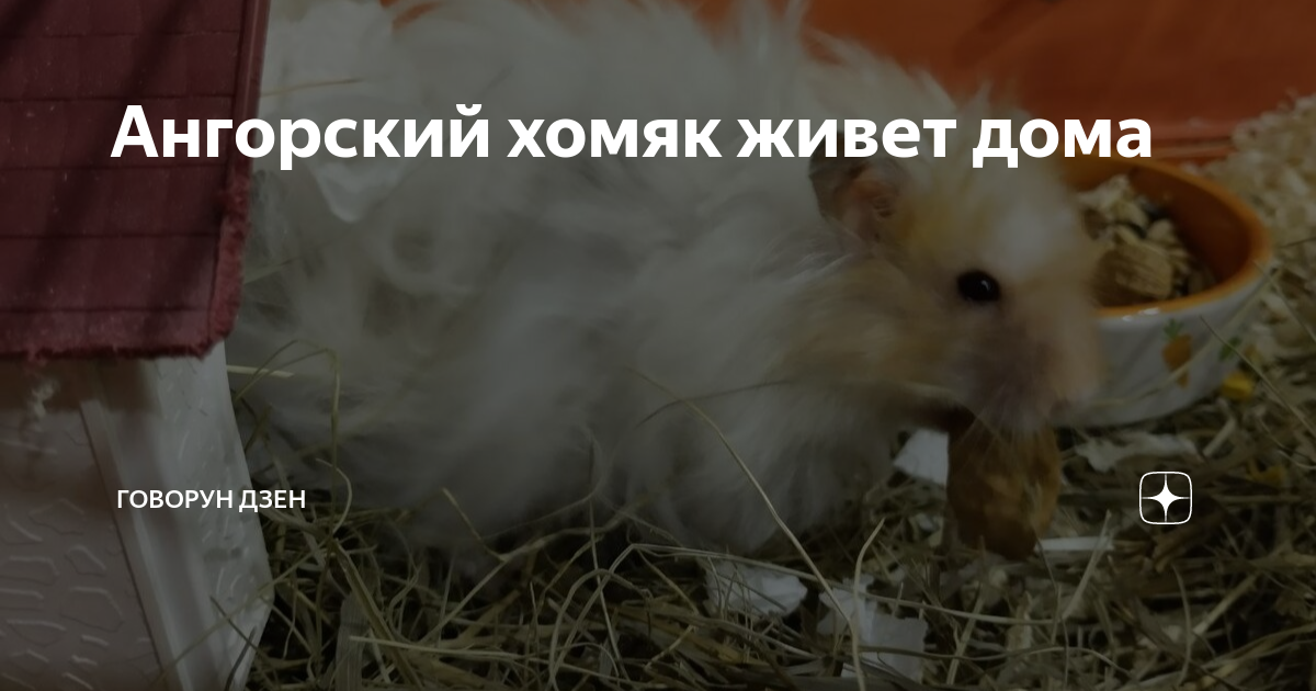 Сирийский хомяк - фото, видео, содержание и уход, сколько живут, кормление и окрасы.