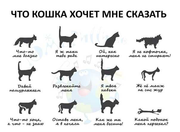 Почему моя кошка прячется от всех? причины, о которых многие не подозревают