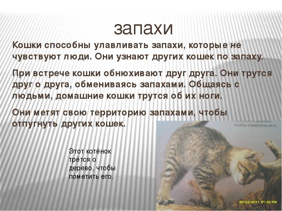 Почему кошки не пахнут?