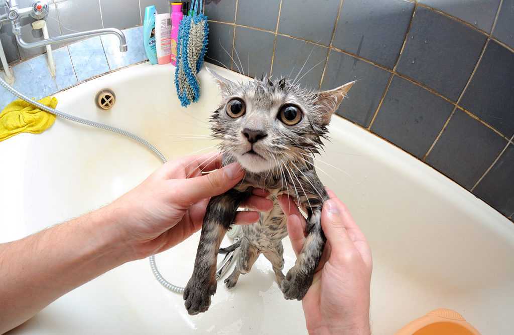 Какие кошки любят воду