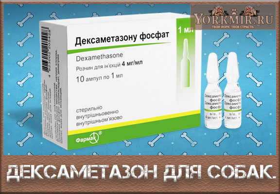 Можно ли давать дексаметазон собаке?