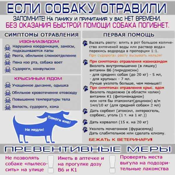 Отравление у собаки