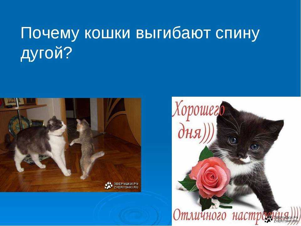 Кот хромает на переднюю лапу: что делать, как лечить? - все о наших питомцах - 7 мая - 43374359814 - медиаплатформа миртесен