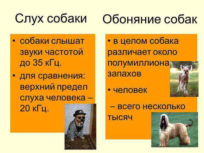 Глухота у собак: причины, как проверить слух, что делать и как лечить