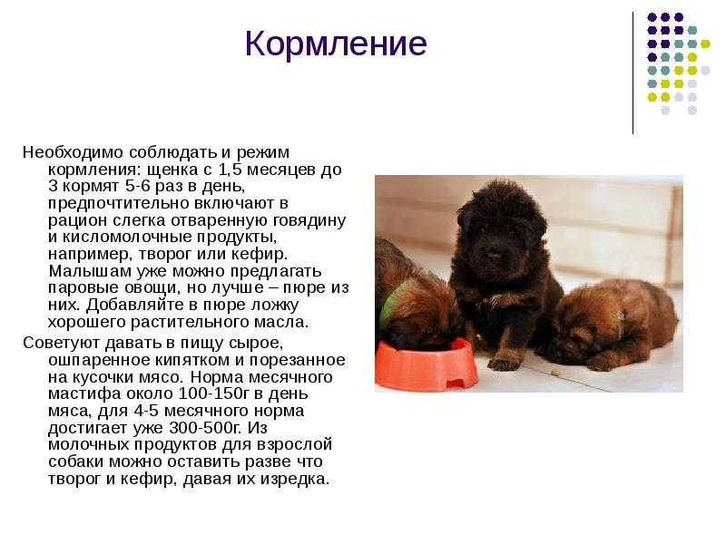Чем и как правильно кормить немецкую овчарку?