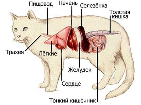Симптомы заболеваний печени у кошек и способы их лечения