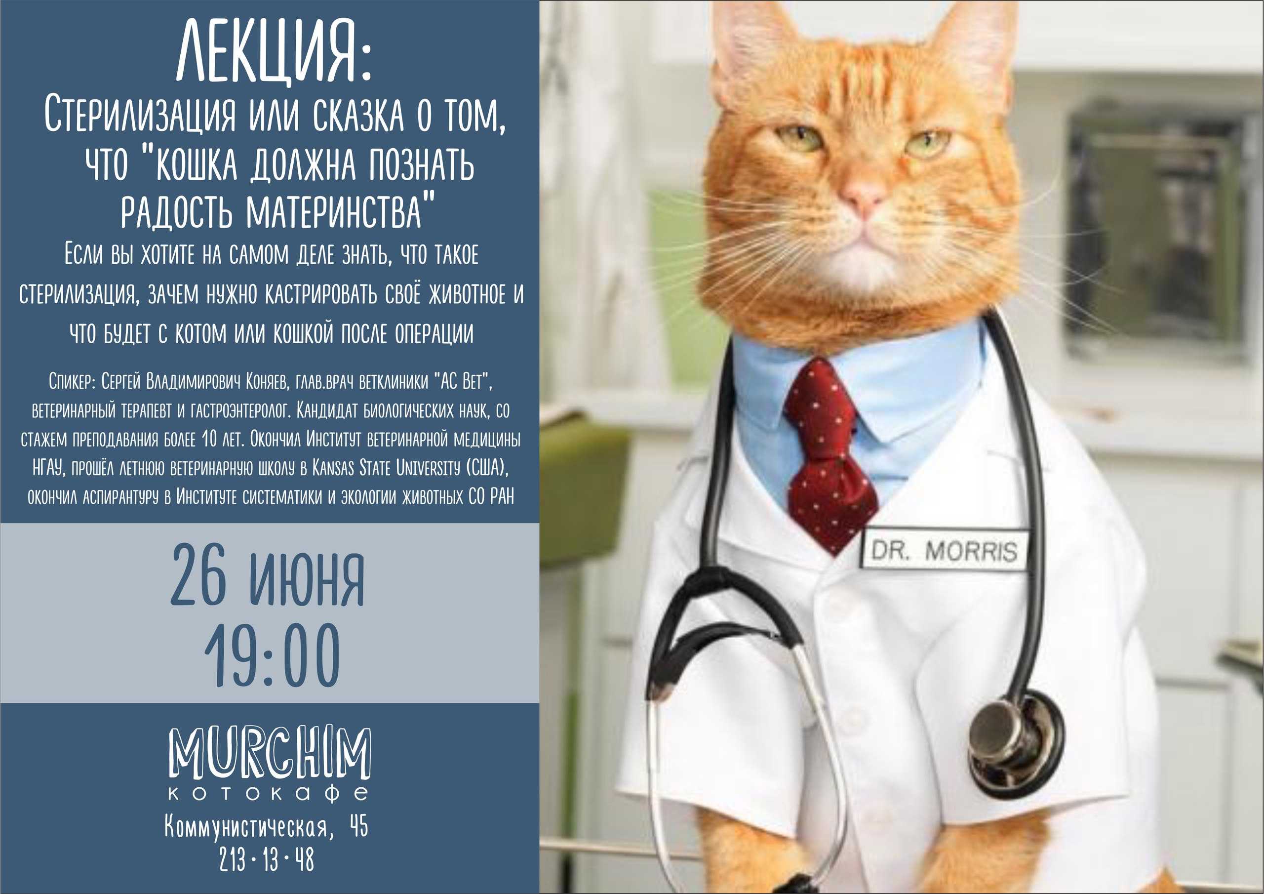 Подготовка кота к кастрации. чем кормить кота в послеоперационный период