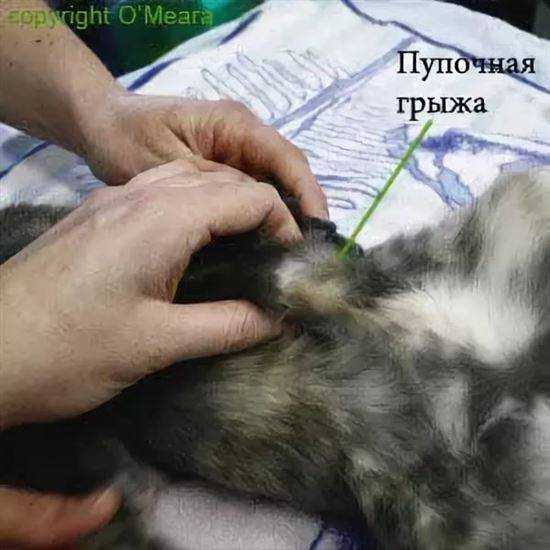 Грыжи у собак: виды, диагностика и лечение