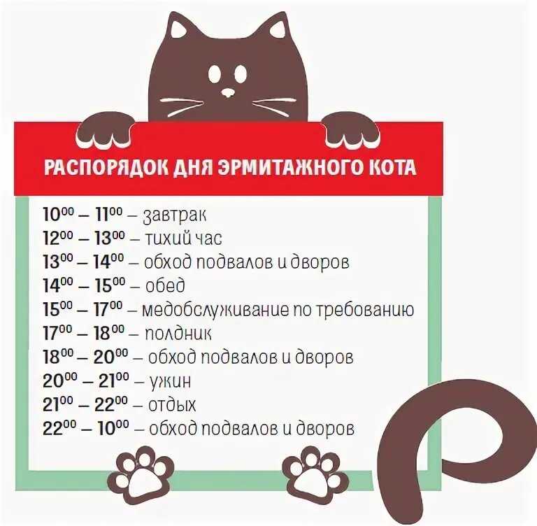 Сколько раз и как часто кошка должна ходить в туалет по-маленькому и по-большому, что делать при отклонениях от нормы?