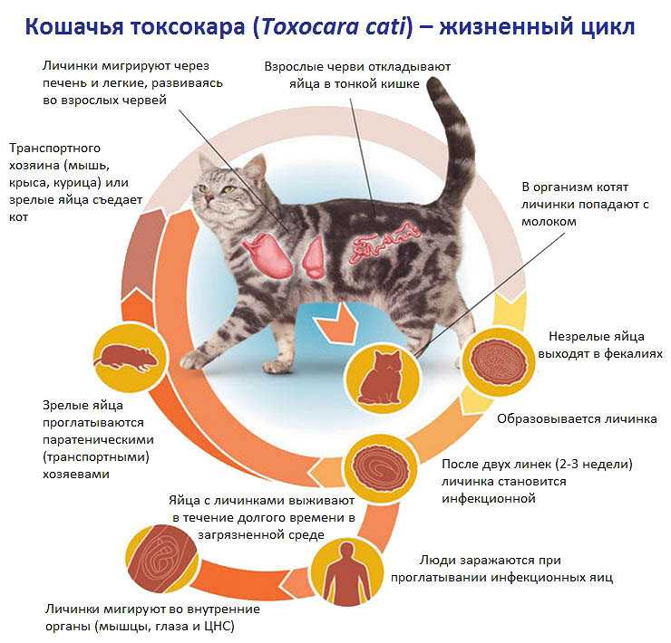 Можно ли глистогонить беременную кошку и не вредно ли это