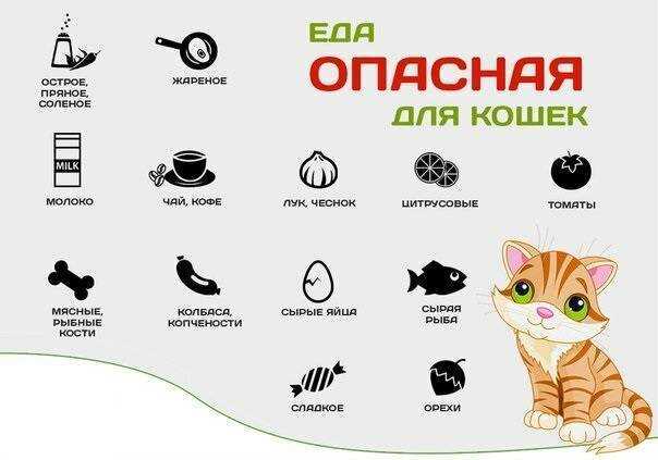 Кастрация котов: как это происходит, современные методы, техника операции