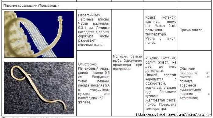 Легочные глисты у кошек: виды, симптомы и лечение | звери дома