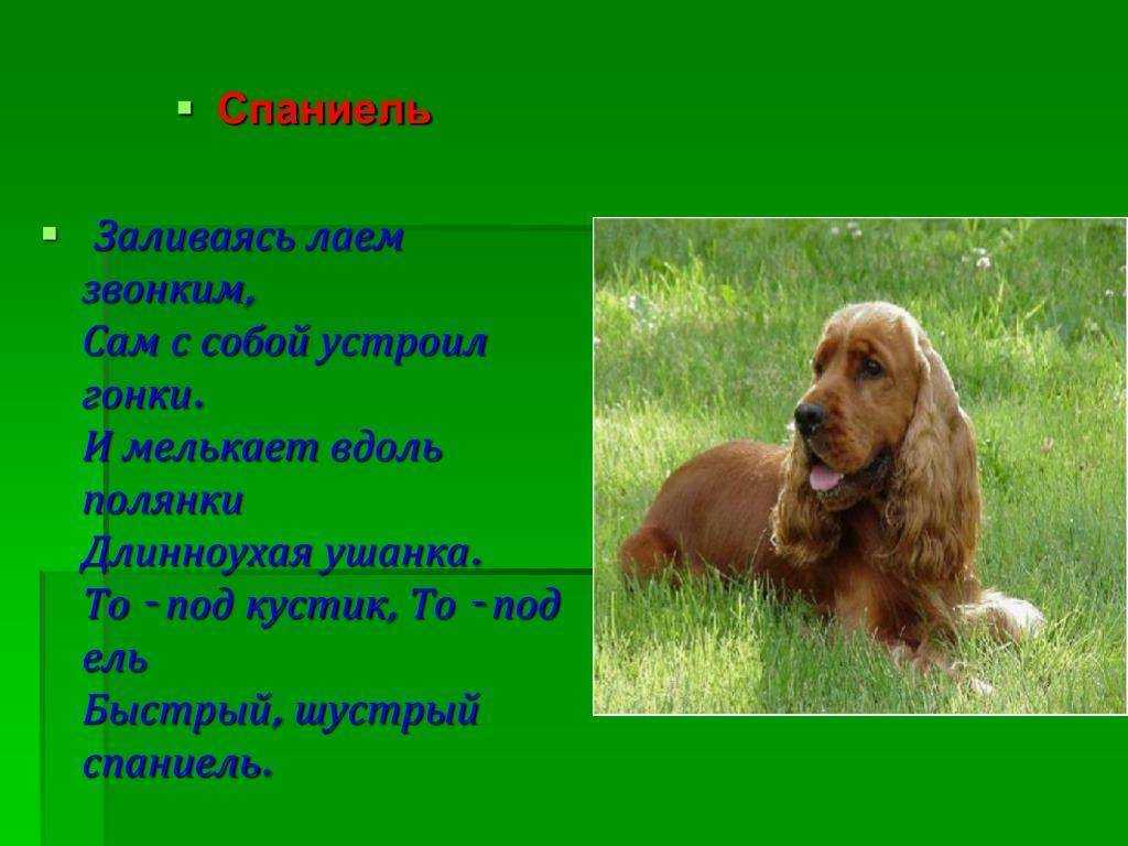 Русский охотничий спаниель: описание породы собак с фото и видео
