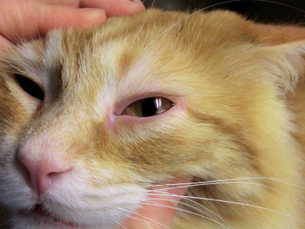 Что делать если у кошки слезится глаз?