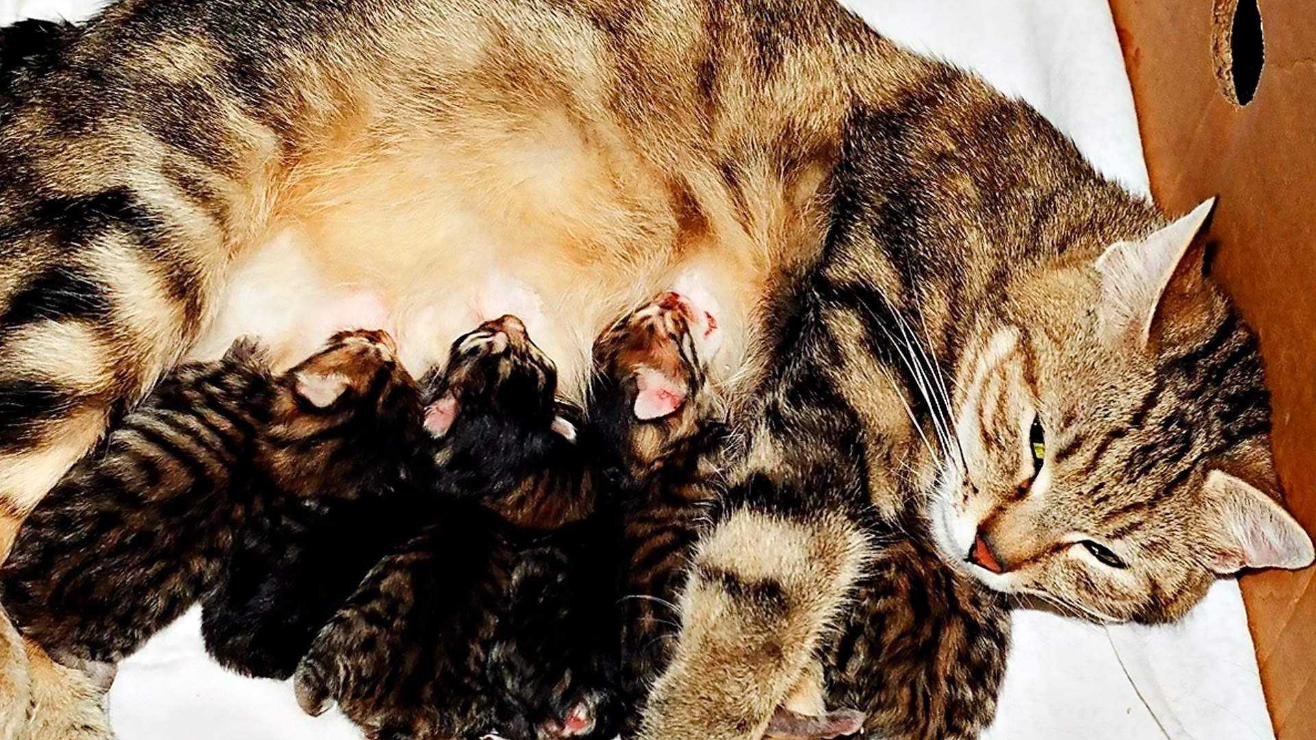 Когда у кошки появляется молоко после родов, что делать, если его нет, чем кормить котят?