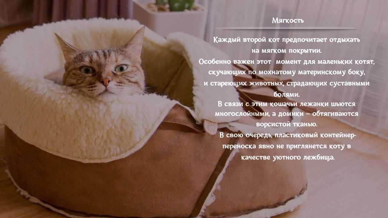 Как приучить кота к лежанке: полезные советы для владельцев
