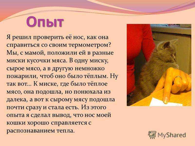 Причины бледности слизистых у кошек