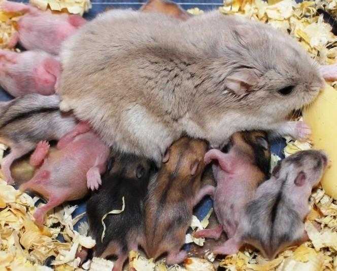 ᐉ можно ли хомякам свежие огурцы, с какого возраста и как часто - zoopalitra-spb.ru