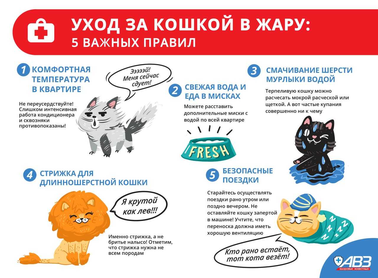 Потеют ли кошки
