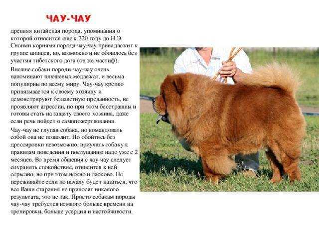 Причины появления пятен на языке у собаки