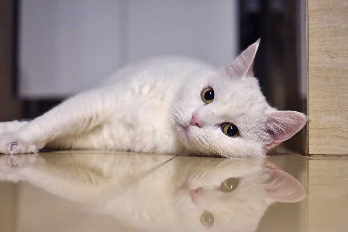 Пленка на глазах у кота