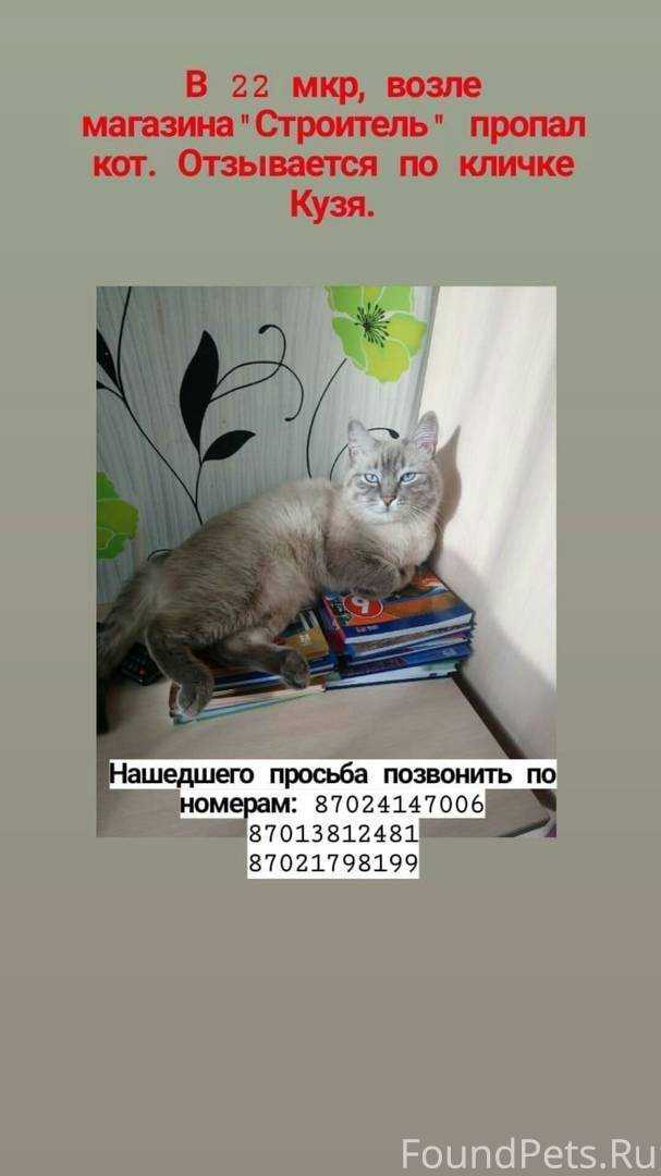 Ларингит у кошек ⋆ сеть ветеринарных клиник max&vet