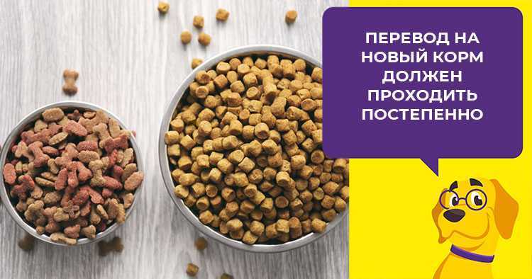 Как перевести собаку на натуральный корм
