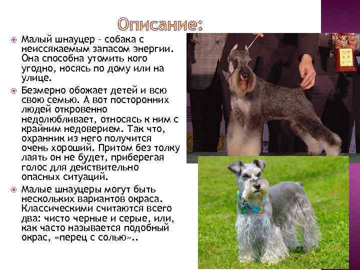 Миттельшнауцер: фото, описание породы, характер, стандарты, особенности содержания и ухода (+отзывы)