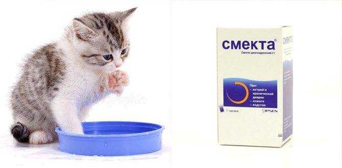 Смекта для котят: инструкция по применению, дозировка