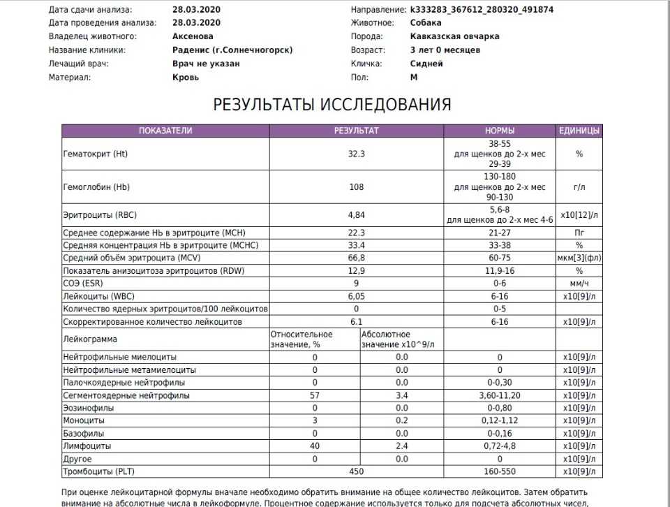 Пироплазмоз у собак - лечение и симптомы | схема лечения бабезиоза у собак