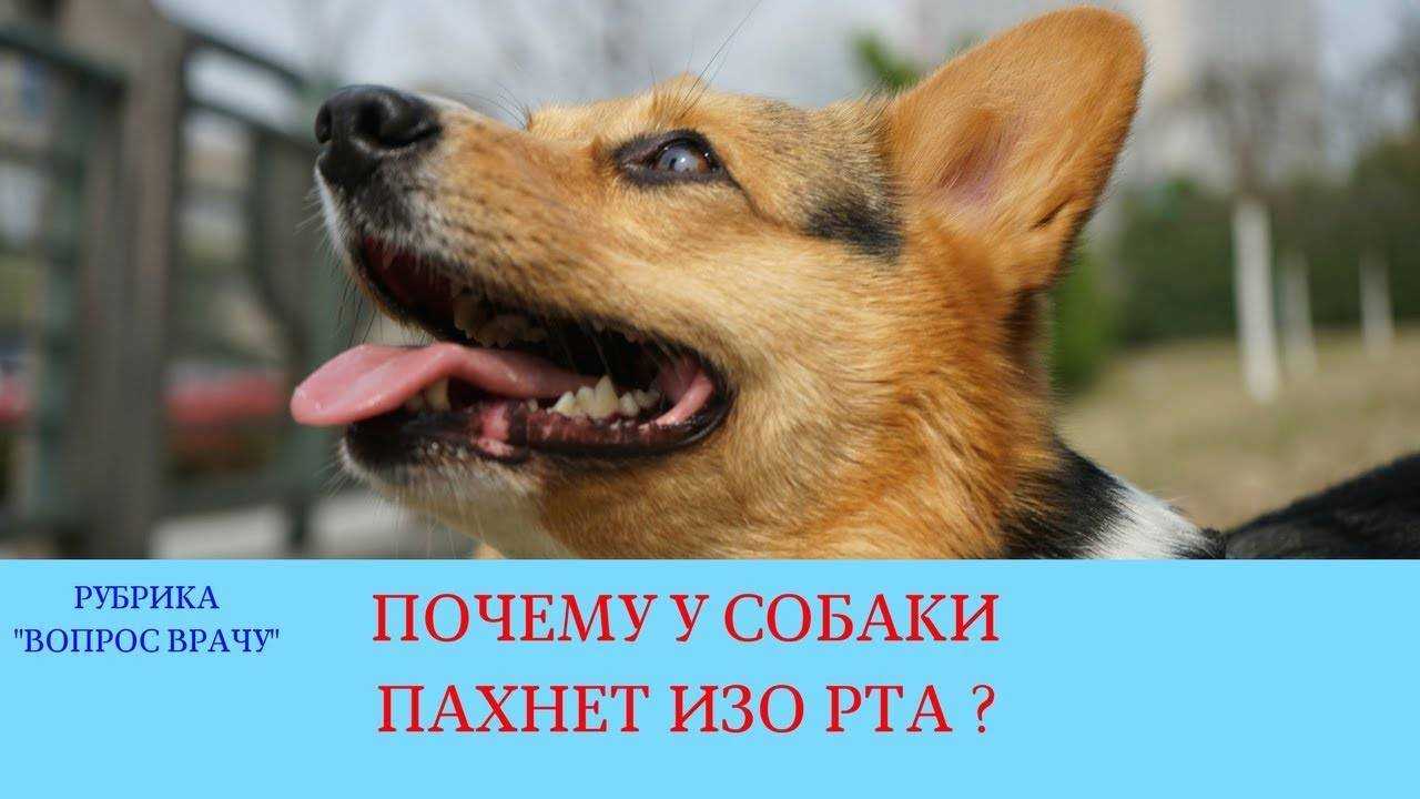 Почему у собаки пахнет изо рта тухлятиной и что с этим делать