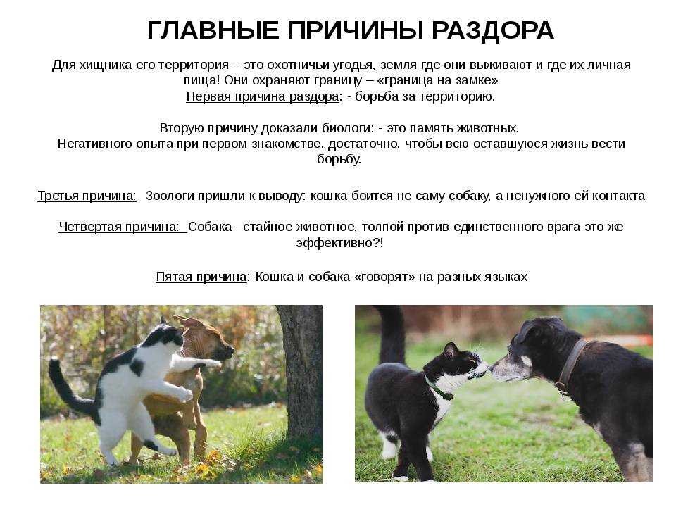 7 самых любопытных фактов о взаимоотношениях человека и кошки