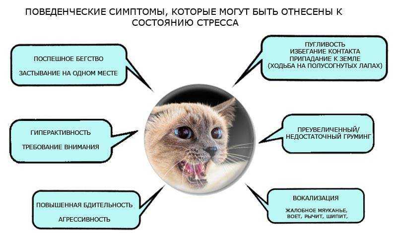 Узнают ли кошки своих хозяев после разлуки? - psychbook.ru