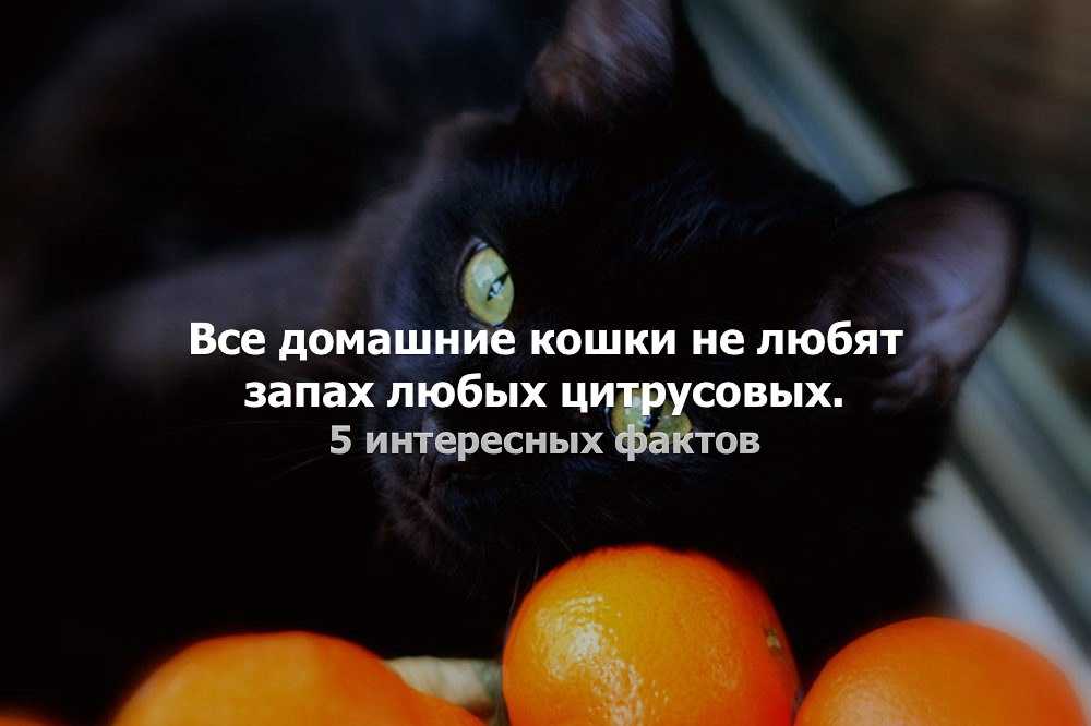 Какие запахи не любят кошки? 5 ароматов, которых кошки просто ненавидят