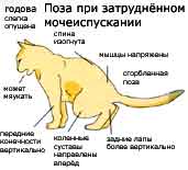 Моча кота стала резко пахнуть: причины, диагностика, лечение | блог ветклиники "беланта"