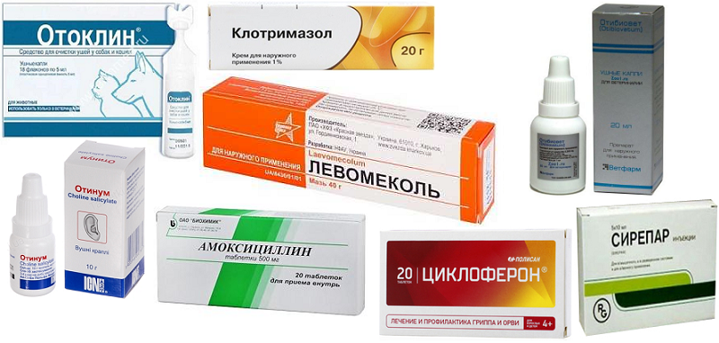 Отит у кошки: симптомы, лечение, причины, как правильно чистить уши - zoosecrets