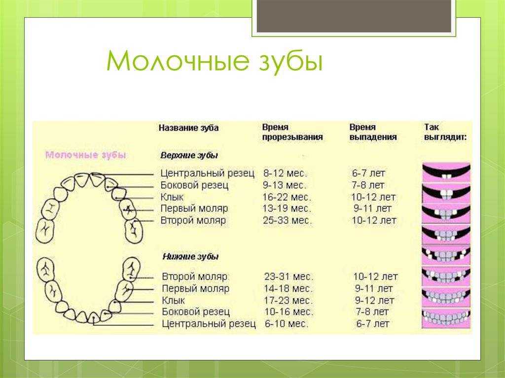 Смена зубов у кошек, какие могут быть осложнения? | дети фауны