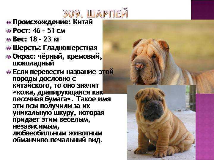 Гемолитическая анемия у собаки