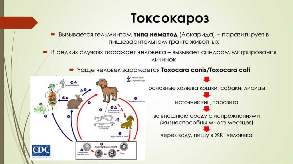 Длинные глисты у собаки: белые и тонкие, как выходят