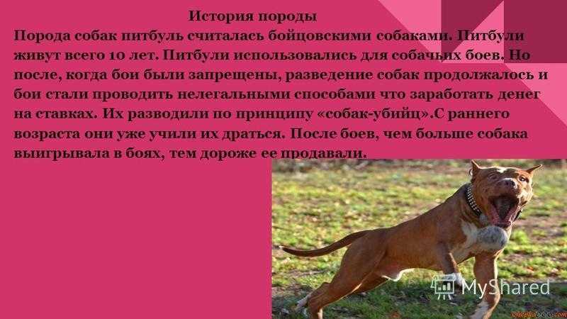 Питбуль (американский питбультерьер) - описание породы, характер и уход, фото