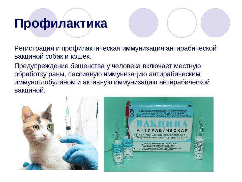 Когда разрешается купать щенков после прививок, сколько времени должно пройти