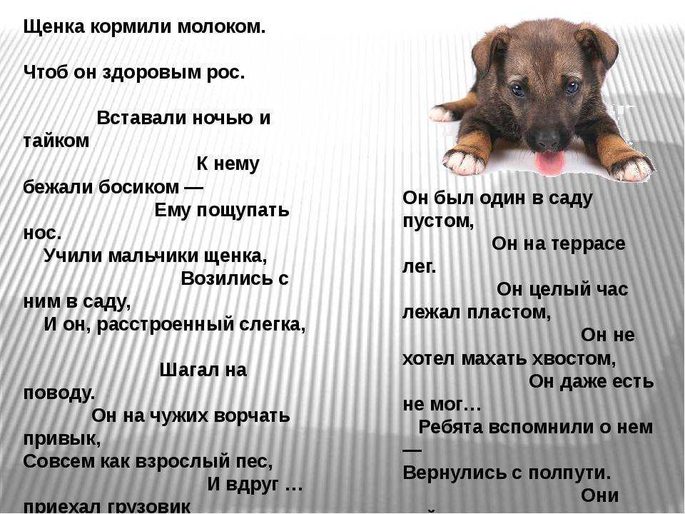 Можно ли давать собаке молоко, и в каком виде? - kupipet.ru