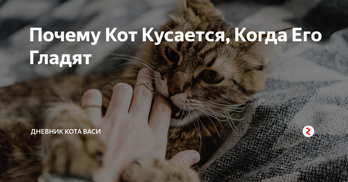 Как приучить котенка или взрослую кошку к рукам и ласке, если животное не любит сидеть у хозяина?