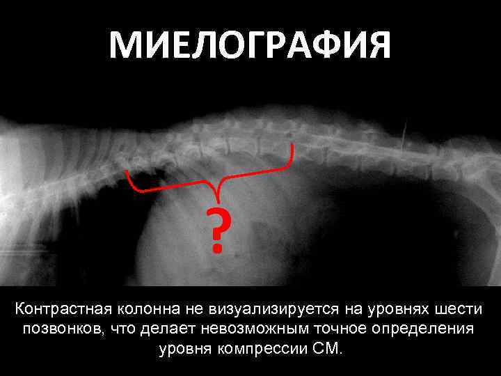 Опухоли спинного мозга и позвоночного столба у собак - автореферат диссертации по ветеринарии скачать бесплатно на тему 'патология, онкология и морфология животных', специальность вак рф 16.00.02